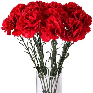 Alanya Florist - Carnations